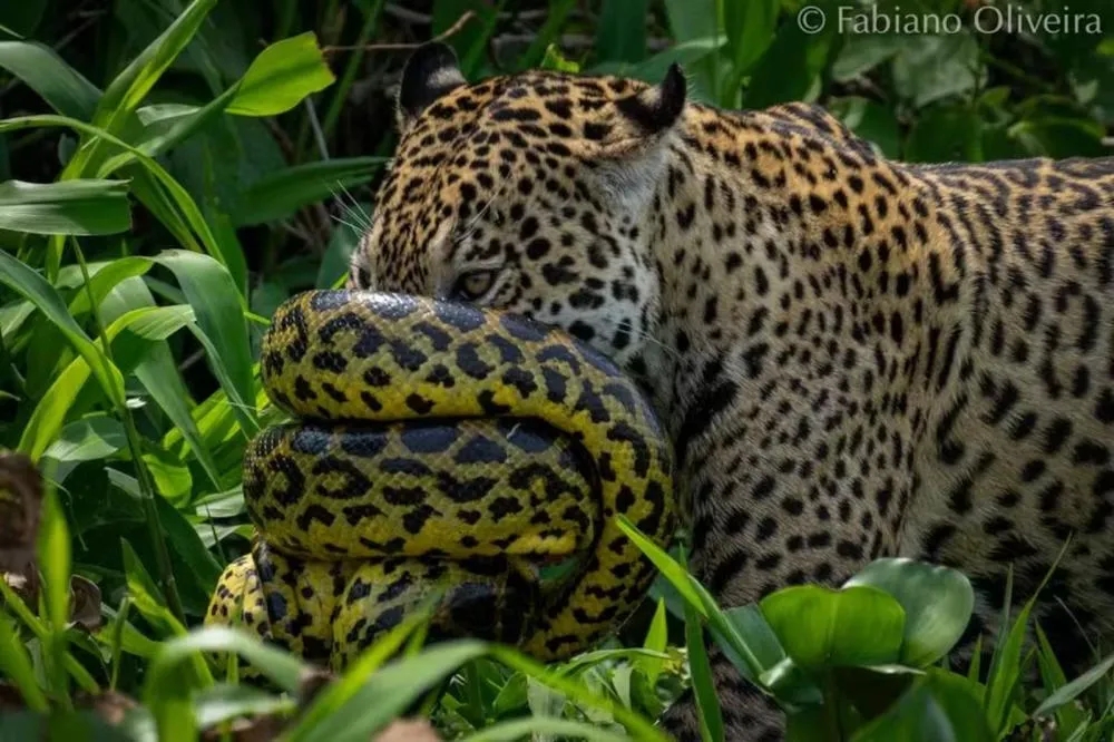 Sucuri se enrola no focinho de onça durante batalha no mundo animal; veja