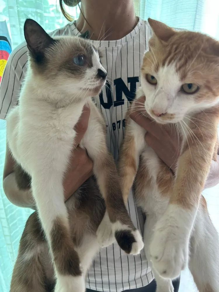 Cuidados com a areia dos gatos garantem bem-estar e evitam problemas de saúde