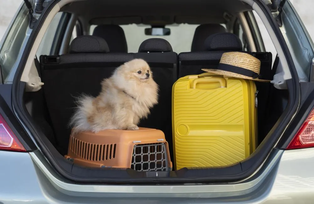 Viajar com pets nas férias: cuidados essenciais para garantir segurança e tranquilidade