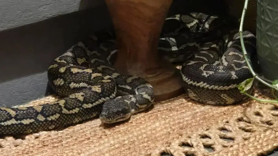 Australiana acorda com cobra píton de 2,5 metros deitada em cima dela