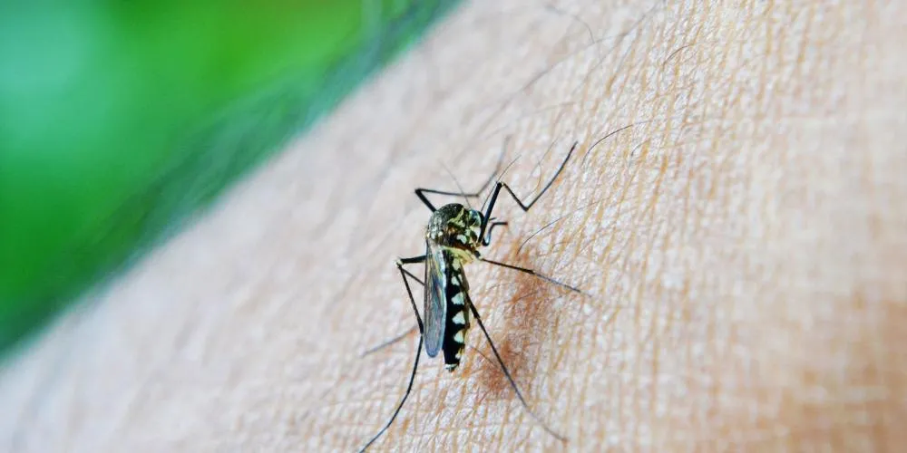 Acre começa 2026 como segundo estado com maior incidência de dengue no Brasil, diz MS