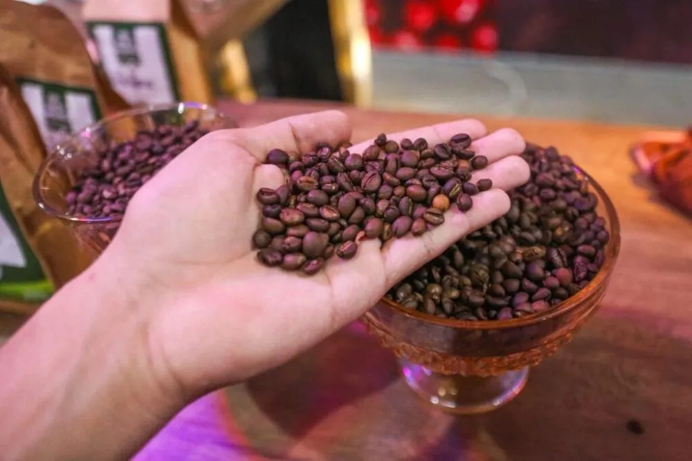 Produção de café no Acre mais que dobra e registra alta de 115% em 2025