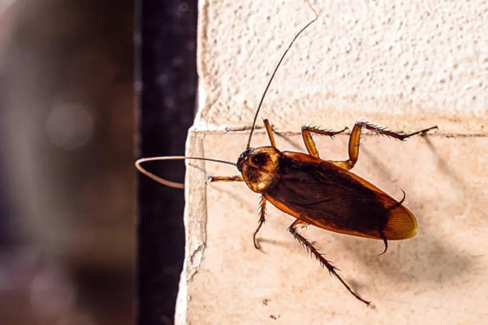 Se baratas estão aparecendo na sua casa, isso pode ser um ALERTA sério