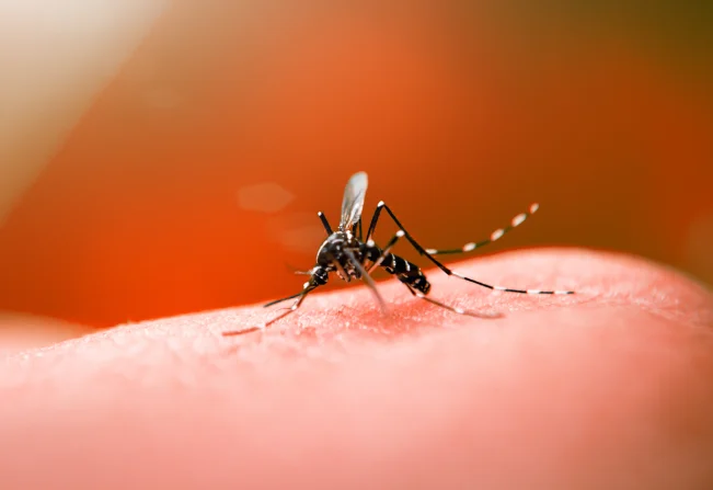  Tipo mais grave da dengue pode voltar ao Acre após circulação em Rondônia