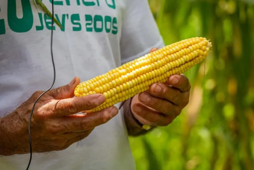 Acre tem segundo maior preço do milho do país, com saca a R$ 93,60