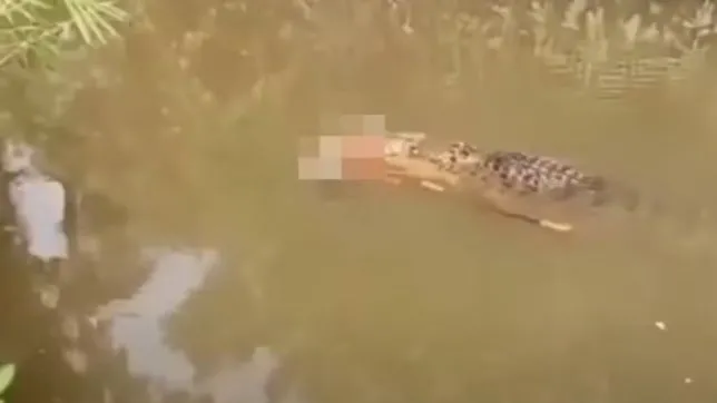 Crocodilo gigantesco é visto carregando corpo de mulher desaparecida em rio. VEJA VÍDEO