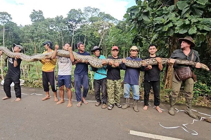 Maior cobra selvagem do mundo precisa de 9 homens para ser carregada; veja