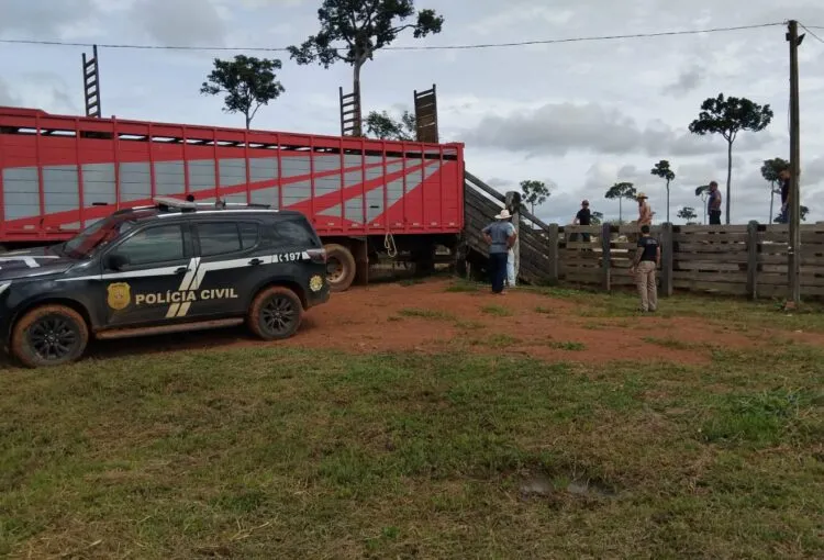 Ação conjunta entre as Polícias Civis do Acre e a Polícia Rodoviária Federal, com apoio da Polícia Civil do Amazonas, recupera mais de 40 cabeças de gado