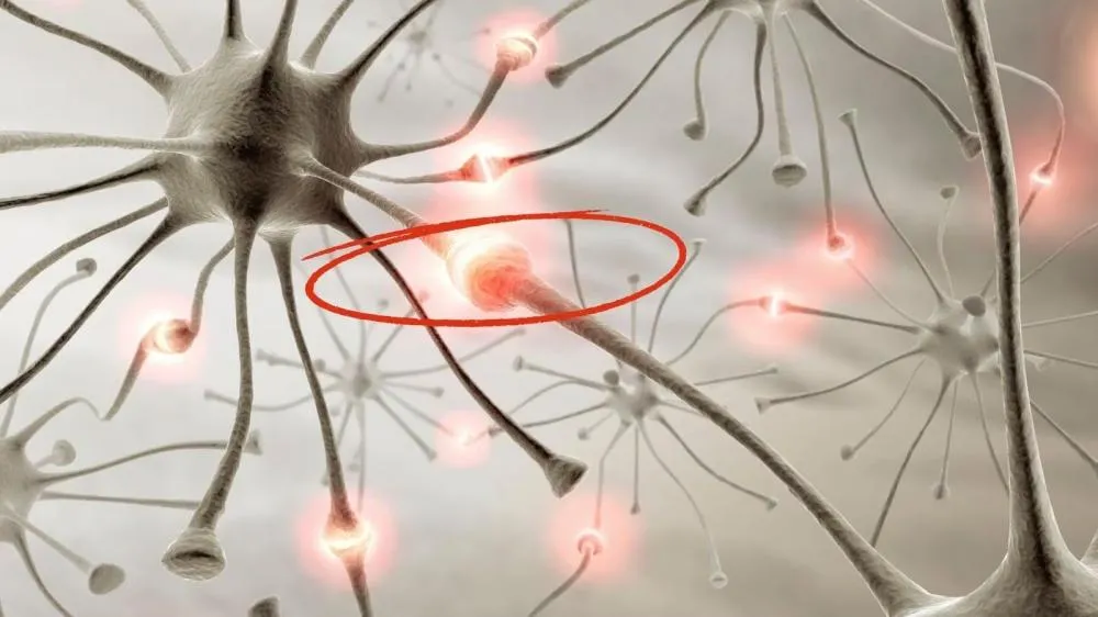 Nova descoberta aponta mecanismo que bloqueia danos cerebrais no Alzheimer
