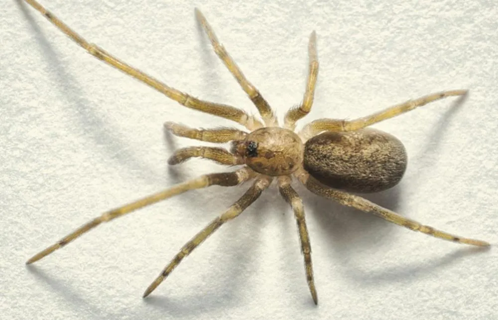 Entenda por que nova espécie de aranha recebeu nome em homenagem ao Pink Floyd