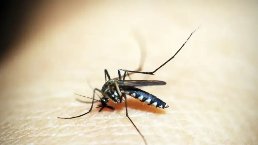 Febre amarela: como funciona a vacina e quem deve tomar