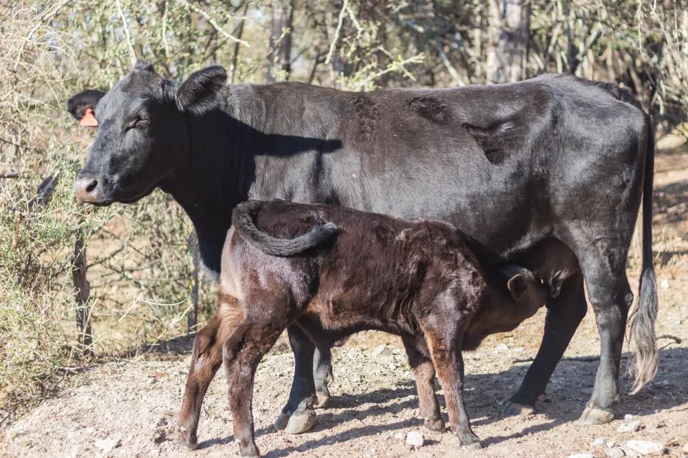 Abril Laranja: Manejo adequado no desmame de bezerros é pilar contra os maus-tratos no campo