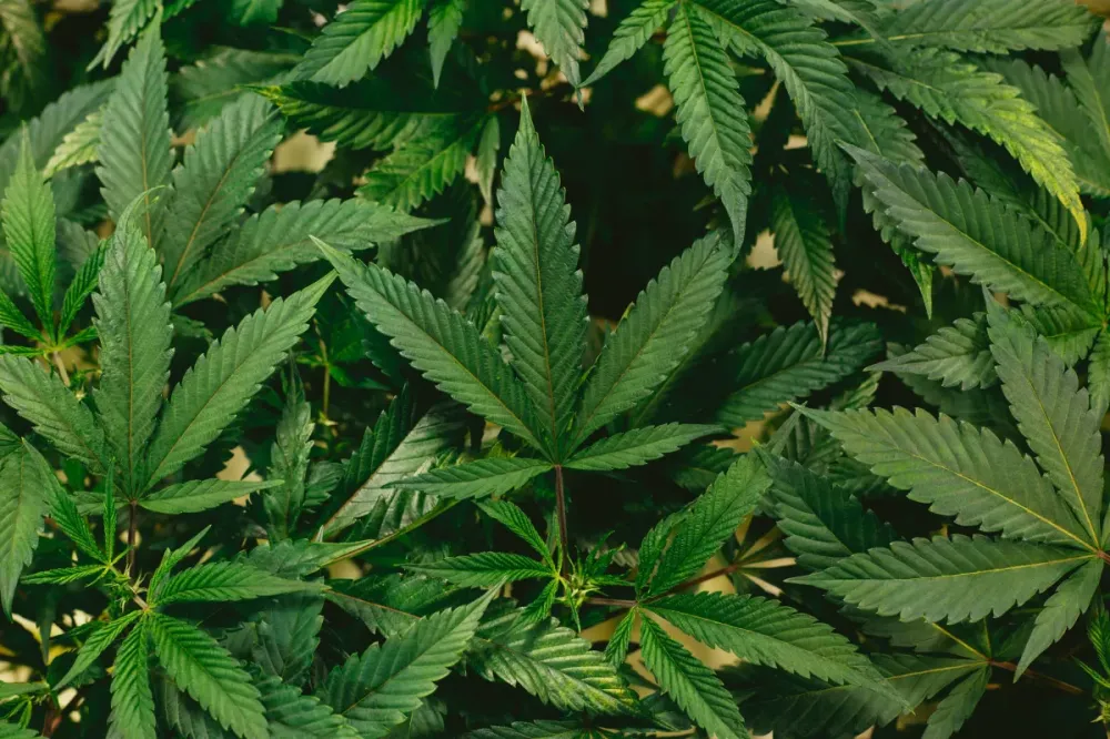 Usar maconha na adolescência predispõe a transtornos mentais, diz estudo