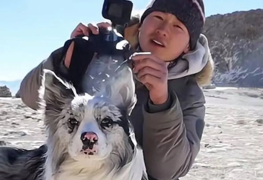 Quem era Chutou, o cão com milhões de seguidores que foi comido em restaurante da China