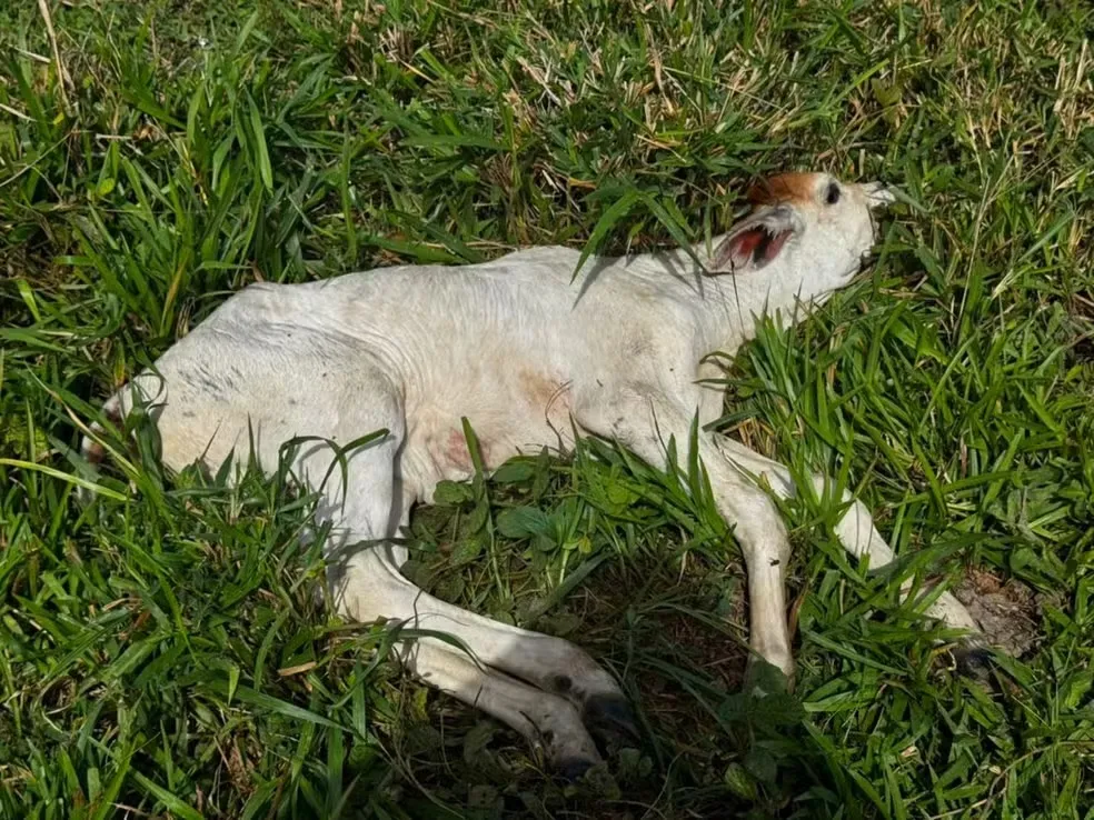 Propriedade foi considerada foco da doença após a morte do animal — Foto: Foto: Instituto de Defesa Agropecuária e Florestal (Idaf-AC)