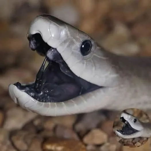 Mamba-negra em seu habitat natural; espécie africana é conhecida pela velocidade e pela ação extremamente potente de seu veneno sobre o sistema nervoso - Foto: Reprodução.