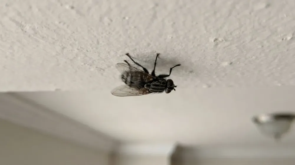 Mosca pousada sobre um teto • Google