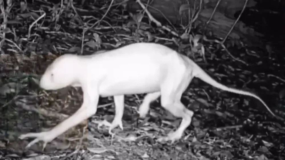 “Chupacabra” que aterroriza cidade no México é filmado; divulgação de imagens da criatura é feita por ufólogo