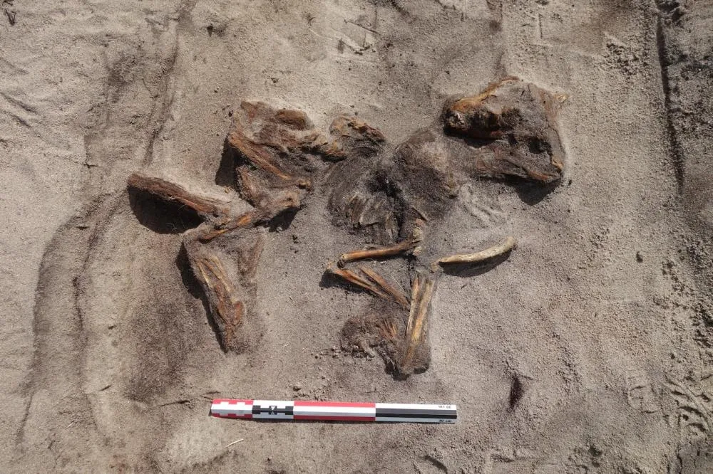 Túmulo da Era Viking com mulher e cachorro é encontrado no norte da Noruega
