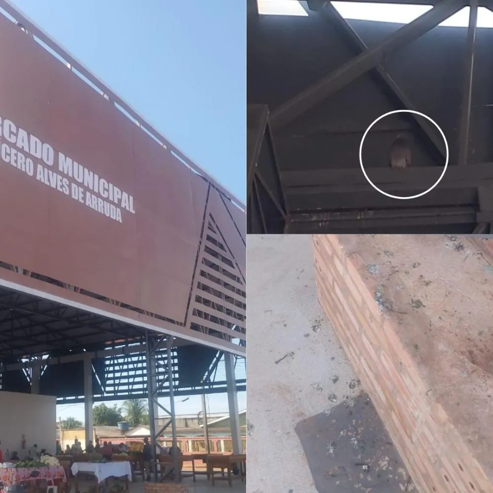 Em Plácido de Castro, Mercado Municipal instalado há menos de uma semana apresenta infestação de pombos no telhado e feirantes comercializam produtos em meio a dejetos e riscos de contaminação