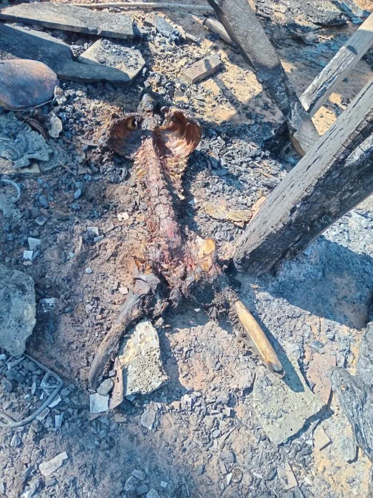 Carbonizados e comidos por porcos: restos mortais de supostos foragidos do Acre são encontrados na Bolívia
