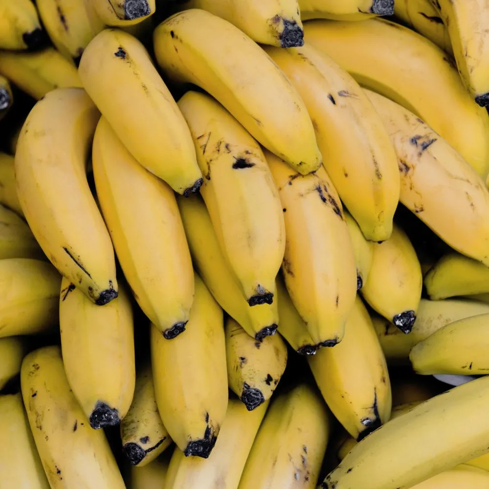 Dia da Banana – Setembro tem dia especial para fruta que tem nutrientes e previne doenças, confira: